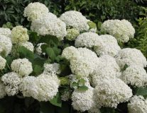 Гортензия древовидная `Стронг Аннабель``Strong Annabelle`