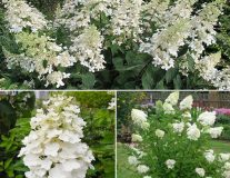 Гортензия метельчатая `Киушу``Kyushu`