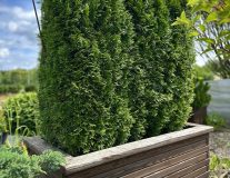 Туя западная ‘Smaragd’ (блок живой изгороди БЖИ)