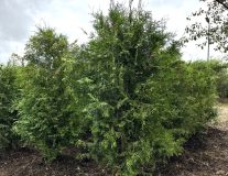 Туя западная `Брабант``Brabant`
