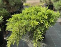 Можжевельник горизонтальный `Lime Glow` контейнер