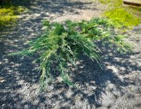 Можжевельник Пфитцериана `Glauca` контейнер