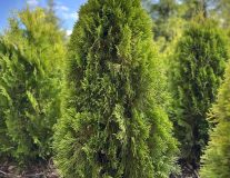 Туя Западная 'Golden Smaragd' WRB ком
