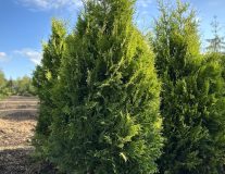 Туя западная `Голден Брабант` `Golden Brabant`