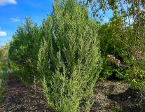 Можжевельник скальный `Мунглоу` `Moonglow`