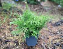 Микробиота перекрестнопарная