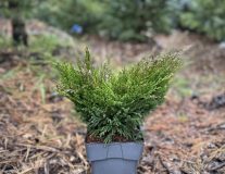 Можжевельник горизонтальный  'Andorra Compact' контейнер