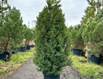 Ель канадская 'Coniсa' контейнер