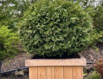 Туя западная 'Woodwardii' ШАР контейнер