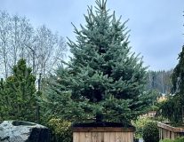 Ель колючая сизая (канадская)