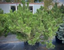 Сосна горная