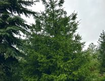 Ель обыкновенная (H200-700 см) WRB ком