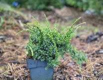 Можжевельник чешуйчатый `Холгер``Holger`