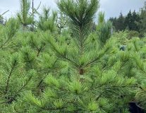 Сосна кедровая сибирская