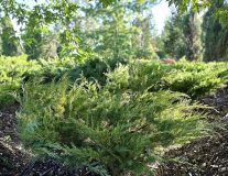 Можжевельник виргинский `Хетз``Hetz`