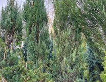 Можжевельник скальный `Скайрокет` `Skyrocket`