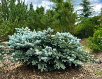 Ель колючая `Глаука Глобоза``Glauca Globosa`