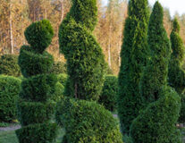 Формированные растения