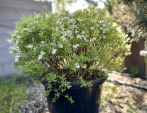 Спирея серая `Грефшейм``Grefsheim`