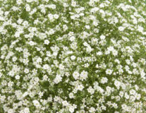 Гипсофила стенная 'Gypsy Compact White'