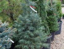 Пихта одноцветная (Abies concolor) (225-325 см) WRB ком