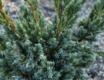 можжевельник Мейери