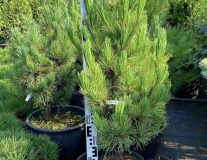 Сосна кедровая `Компакта Глаука``Compacta Glauca`