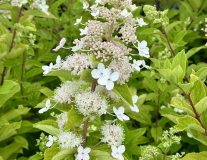 Гортензия метельчатая `Тардива``Tardiva`