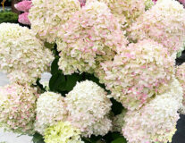 Саженцы гортензии