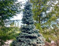 Ель колючая `Глаука``Glauca`