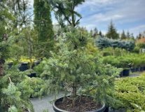 Ель сербская `Цукерхут``Zuckerhut`