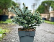Ель колючая `Глаука Глобоза``Glauca Globosa`