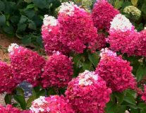 Гортензия метельчатая `Строберри Блоссум``Strawberry Blossom`