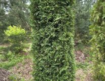 Туя западная ‘Brabant’ (блок живой изгороди БЖИ)