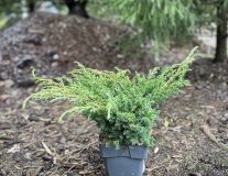 Можжевельник китайский `Блю Альпс``Blue Alps`