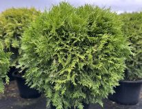 Туя западная `Глобоза Ауреа` `Globosa Aurea` ШАР