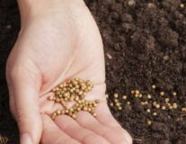 Семена и луковицы