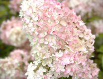 Гортензия метельчатая `Грандифлора``Grandiflora` - C15