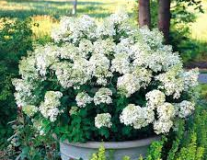 Гортензия метельчатая `Бомбшелл``Bombshell`