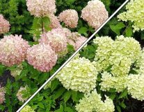 Гортензия метельчатая `Коттон Крем``Cotton Cream`