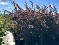 Барбарис Оттавский `Суперба``Superba`