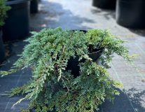 Можжевельник горизонтальный `Вилтони``Wiltonii`