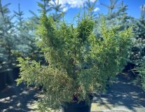Можжевельник обыкновенный `Хиберника``Hibernica`