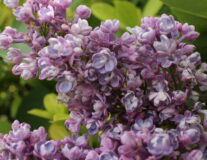 Сирень обыкновенная 'Katherine Havemeyer'