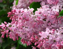 Сирень гиацинтовая Buffon