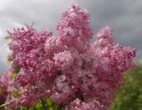 Сирень обыкновенная 'Maidens Blush'