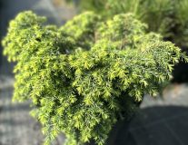 Тсуга канадская `Джедделох``Jeddeloh`