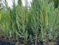 Можжевельник скальный `Блю Эрроу` `Blue Arrow`