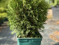 Туя западная ‘Tiny Tim‘ контейнер