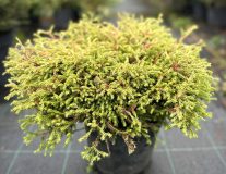 Туя западная `Голден Таффет` `Golden Tuffet`